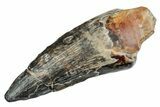 Spinosaurid Dinosaur (Suchomimus) Tooth - Niger #241093-1